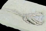 Crinoid (Barycrinus) Fossil - Crawfordsville, Indiana #99943-2